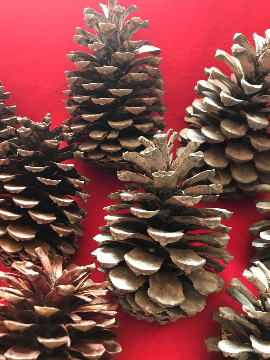 10 Pine cones
