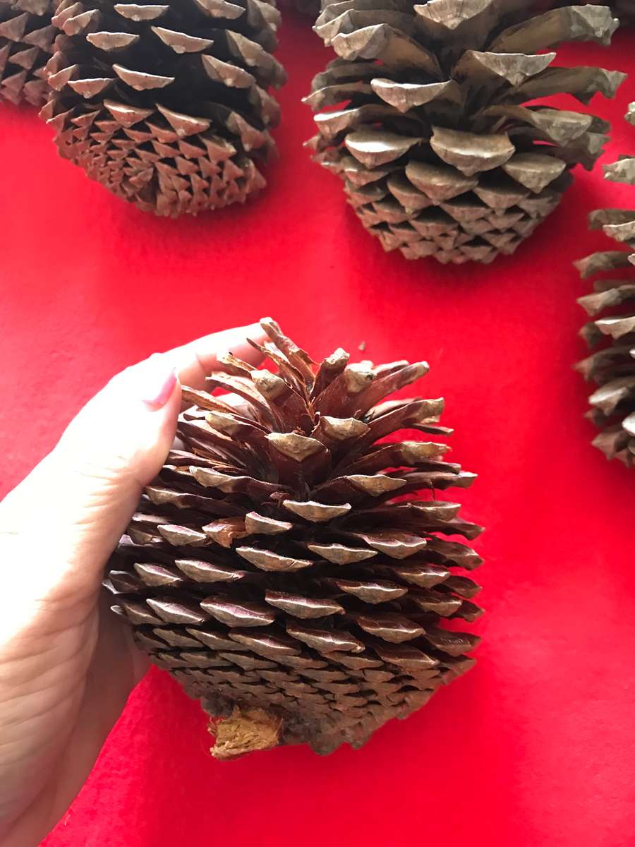 10 Pine cones