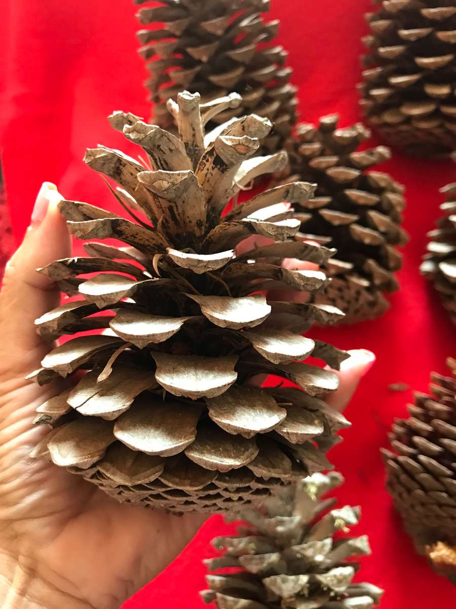 10 Pine cones