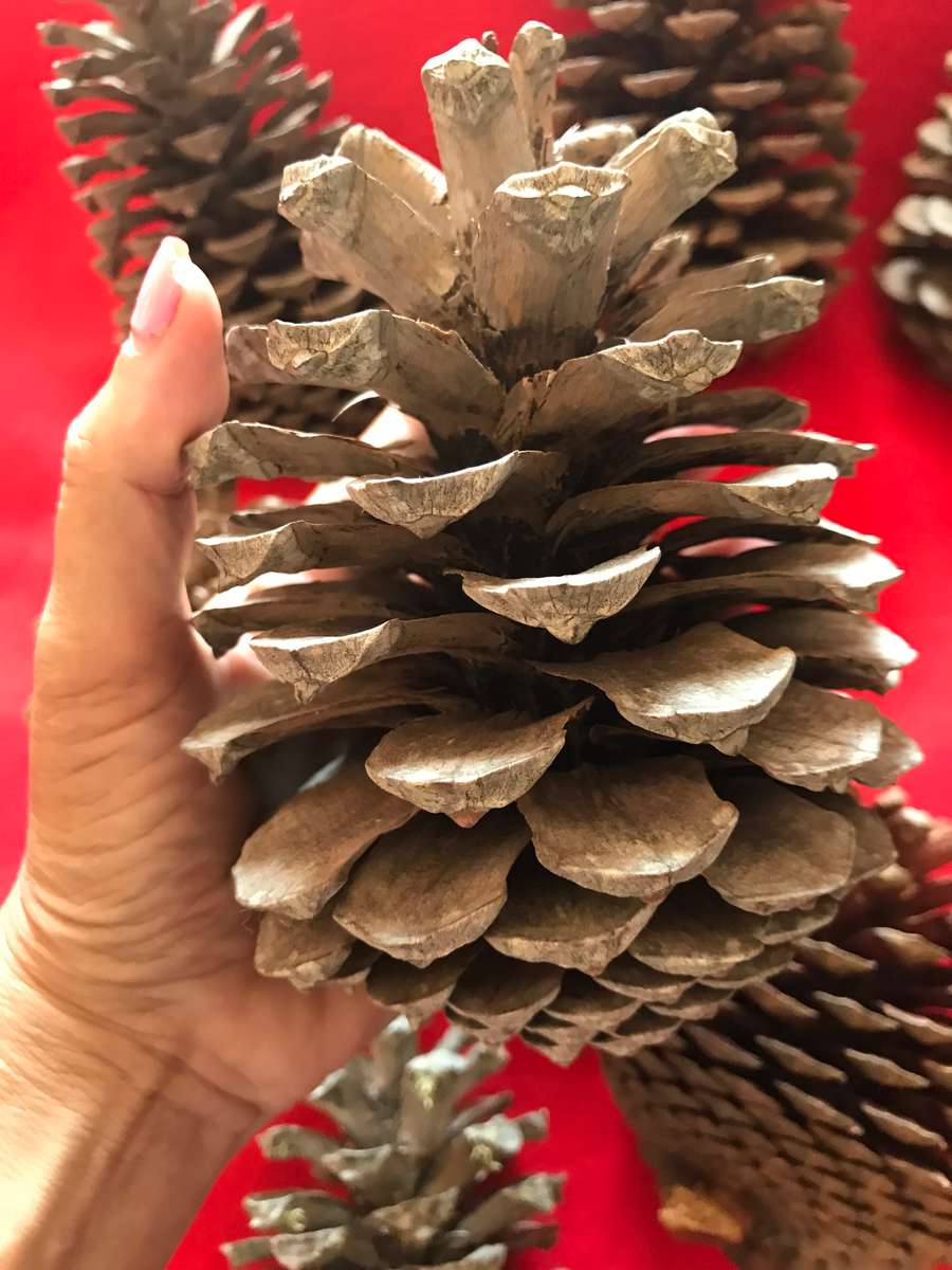 10 Pine cones