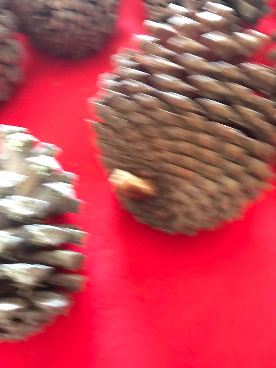 10 Pine cones