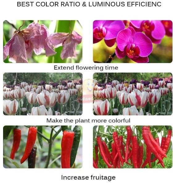 COB Full Spectrum Plant LED Grow Light