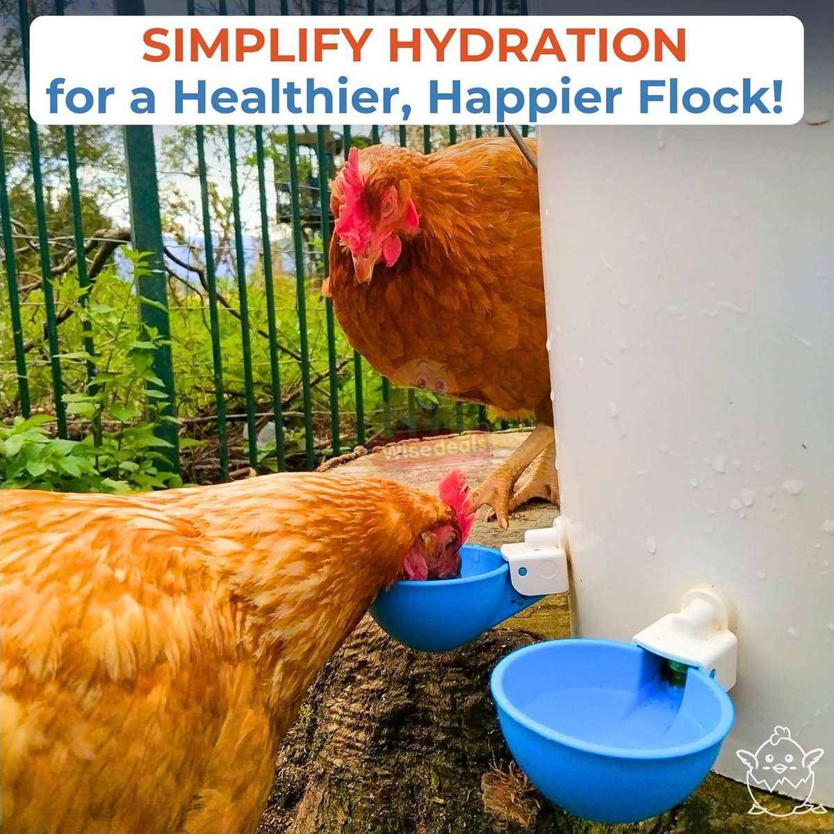 5 Piece Chicken Water Feeders with attachments