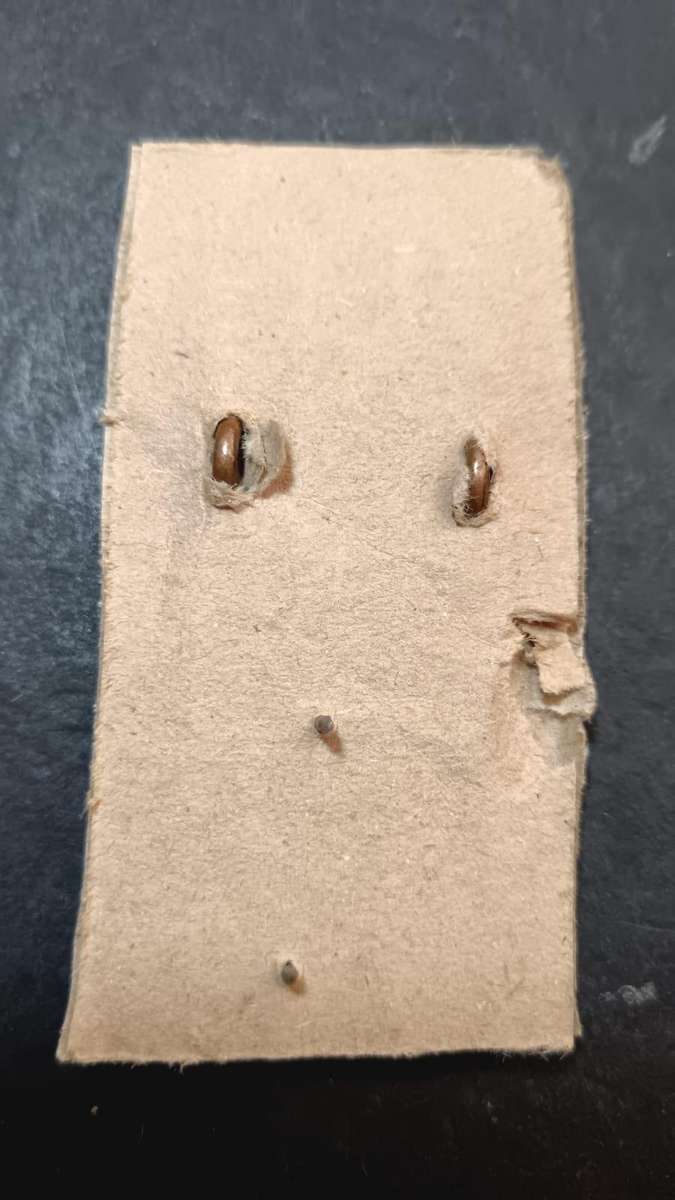 SADF - Rand Light Infantry Collars