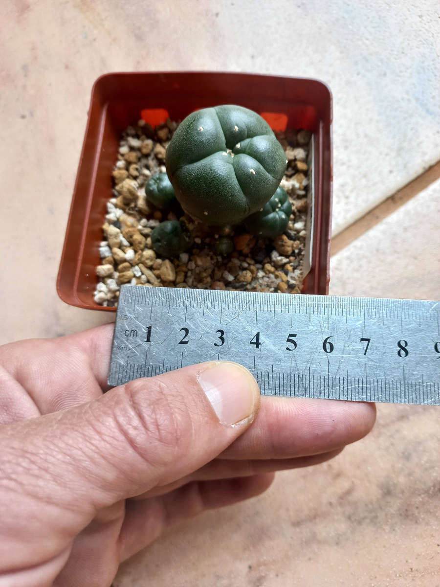 Lophophora williamsii Caespitosa 7pup