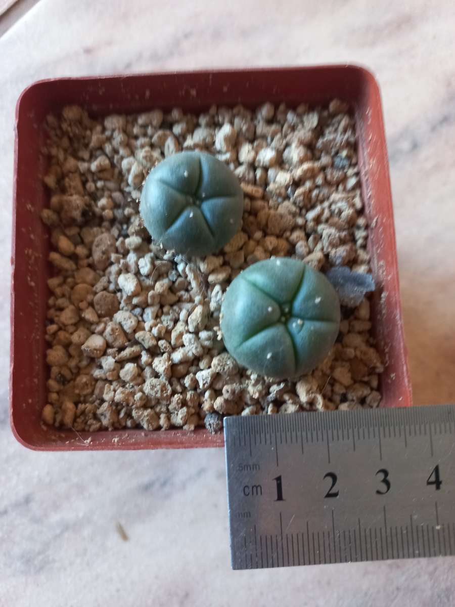 Lophophora williamsii Peyote +- 2cm diameter