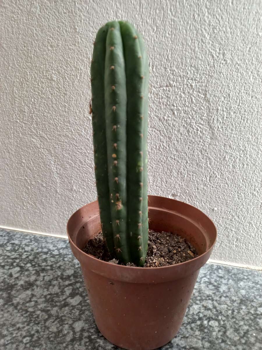 San Pedro Cactus Echinopsis pachanoi (rooted cuttings 15 to 17cm height)
