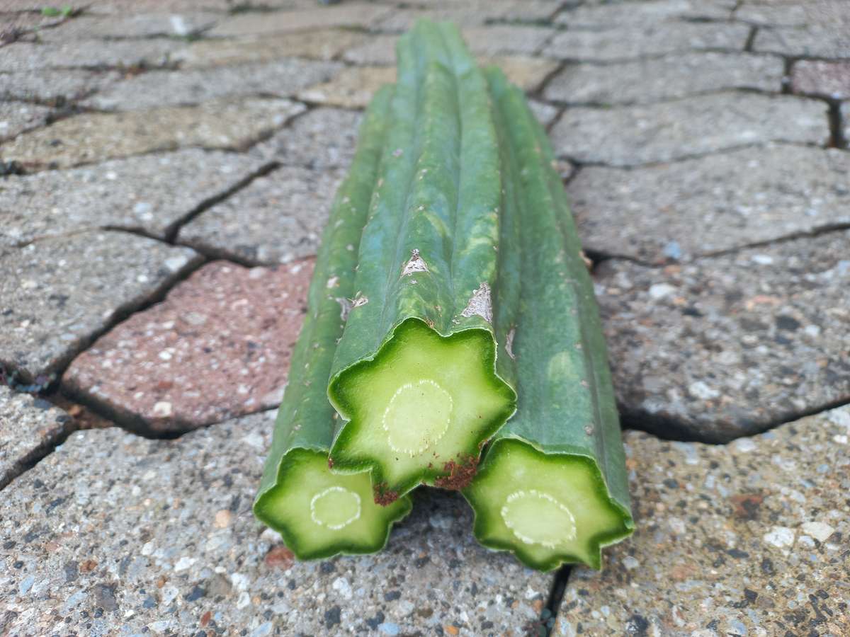 3 x 30cm San pedro cuttings with tip (echinopsis pachanoi)