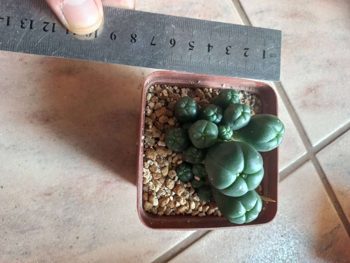 Lophophora williamsii Caespitosa 18 pups