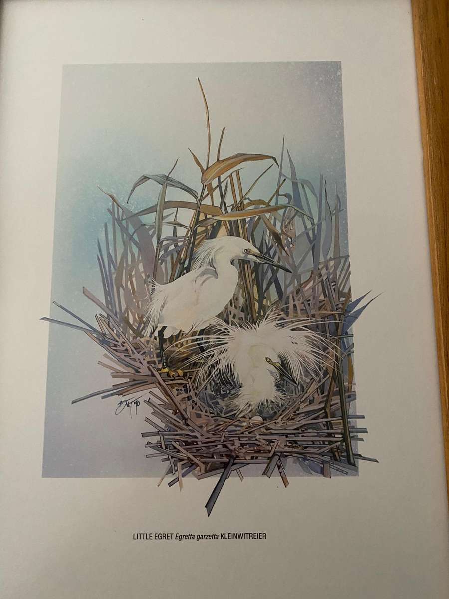 Set of 4 nature study  bird prints