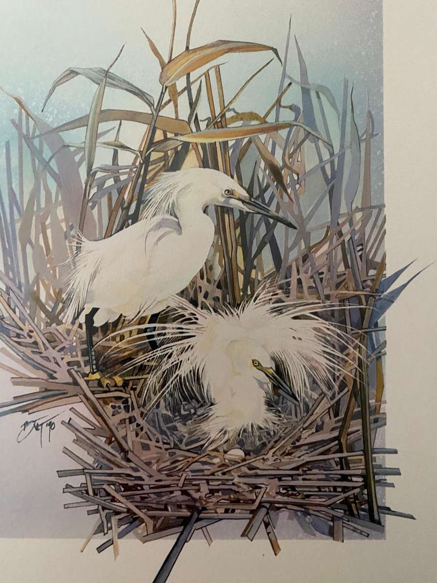 Set of 4 nature study  bird prints