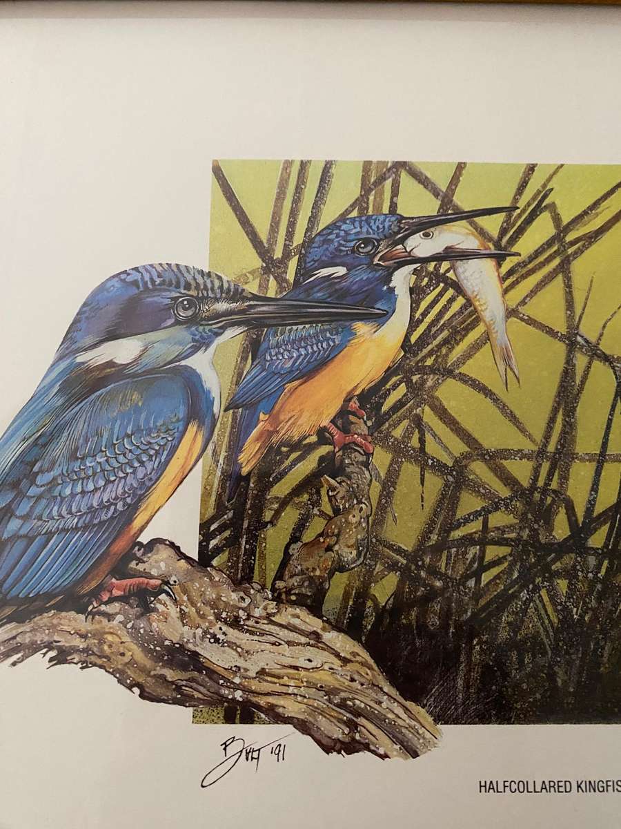 Set of 4 nature study  bird prints