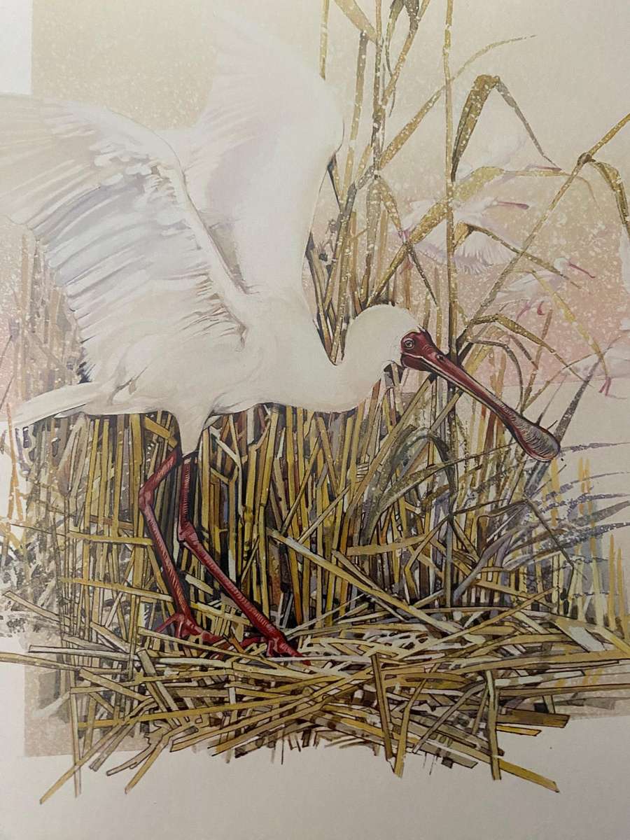 Set of 4 nature study  bird prints