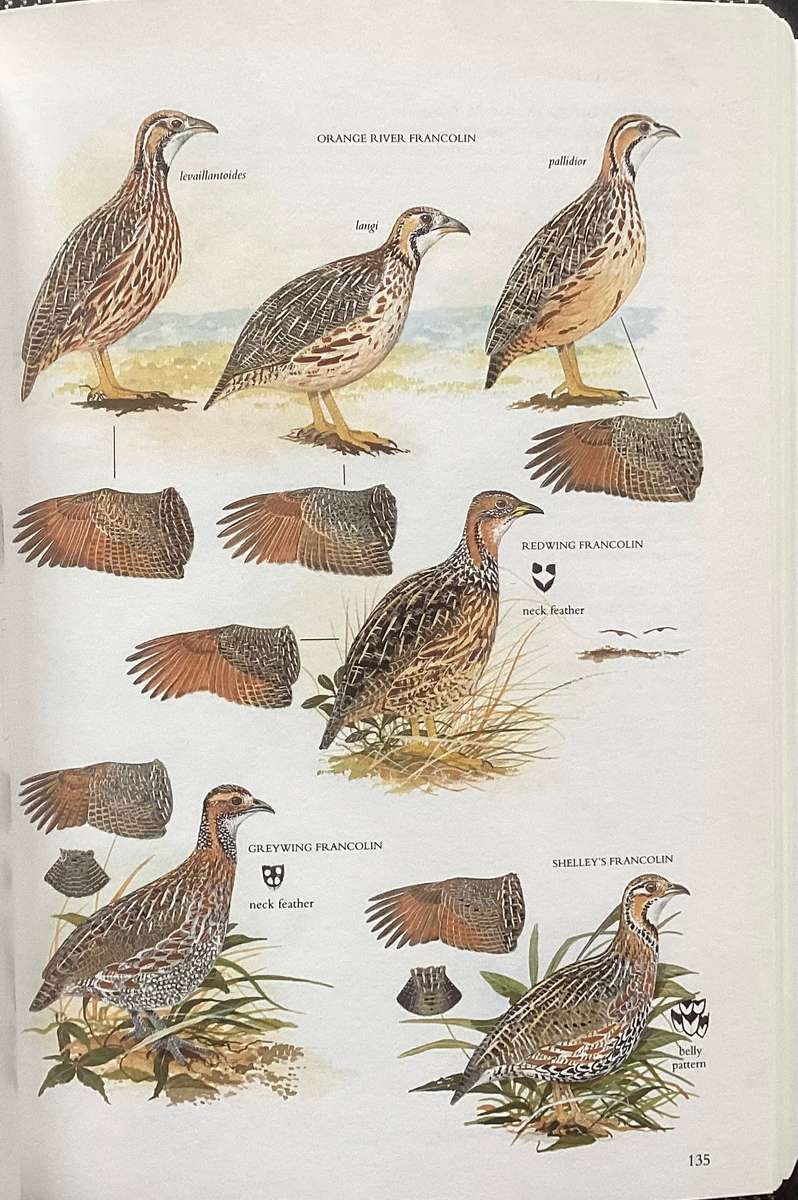 SASOL BIRDS of SOUTHERN AFRICA. Softcover in a new condition.