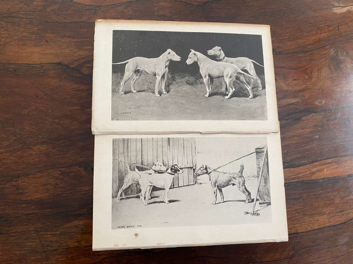 Modern Dogs (Terriers) 1896 - New Edition, by Rawson B Lee. Hardcover. V G  age related condition