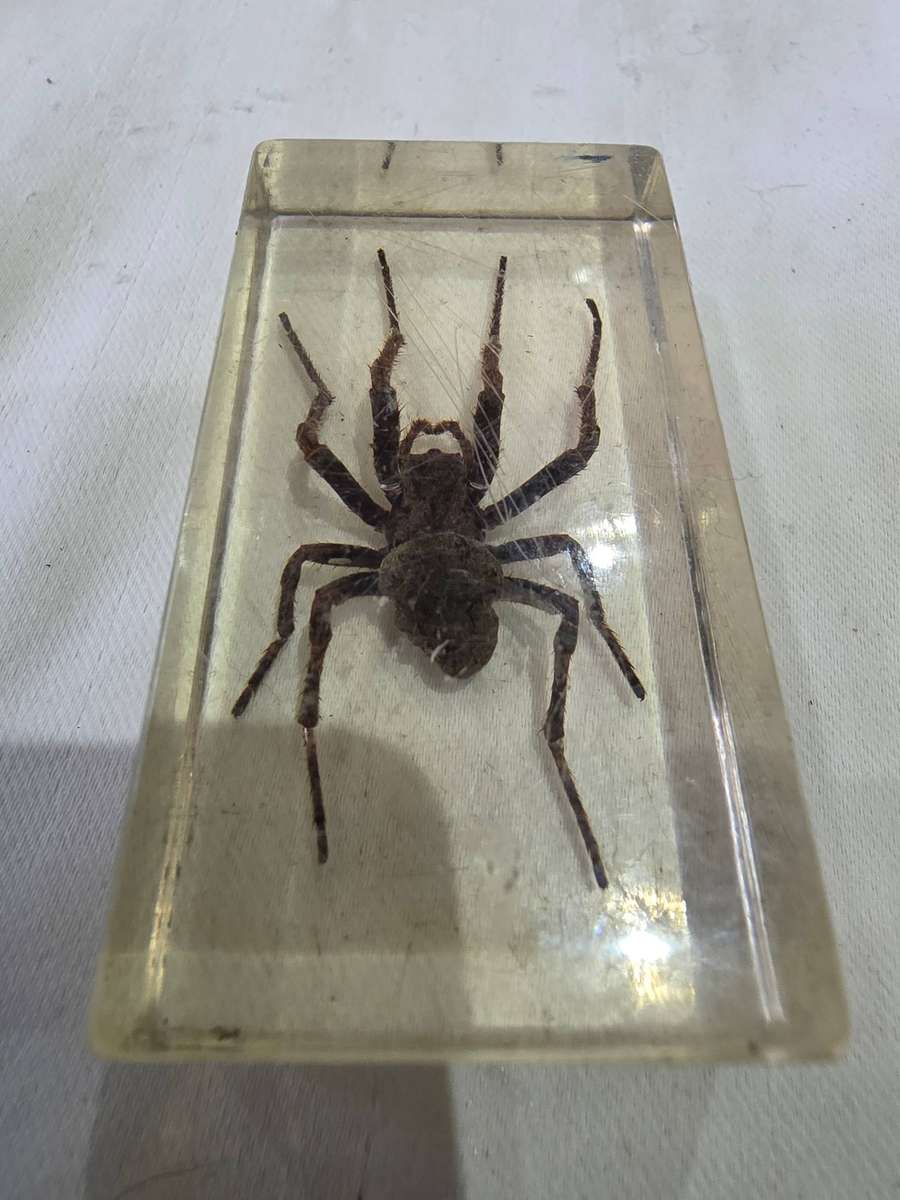 INSECT SPECIMEN SPIDER IN RESIN CUBE*(8 X 4CM)