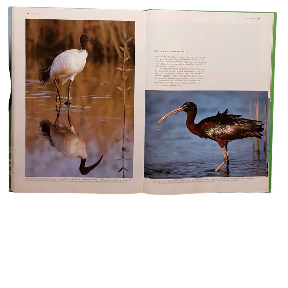 Hardcover Book - Spectacular World of Southern African Birds