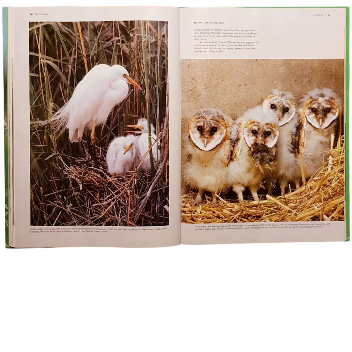 Hardcover Book - Spectacular World of Southern African Birds