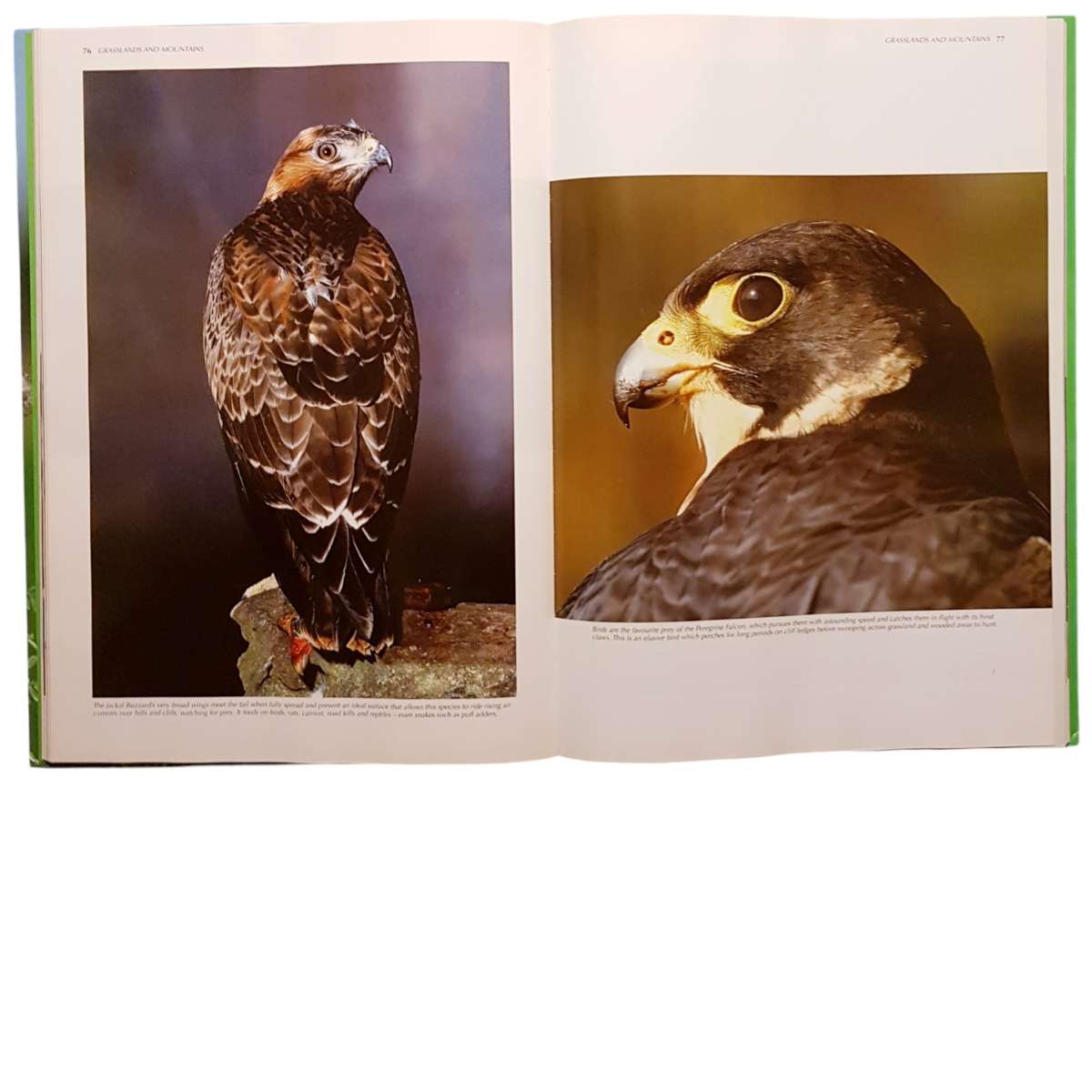 Hardcover Book - Spectacular World of Southern African Birds