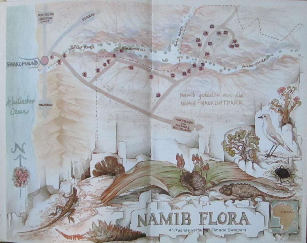 Namib Flora Swakopmund Na Die Groot Welwitchia Via Goanikontes