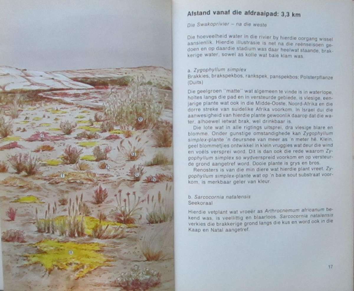 Namib Flora Swakopmund Na Die Groot Welwitchia Via Goanikontes