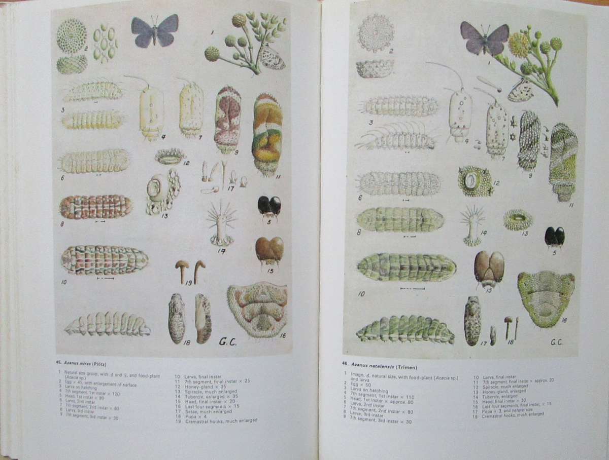 Life Histories of the South African Lycaenid Butterflies