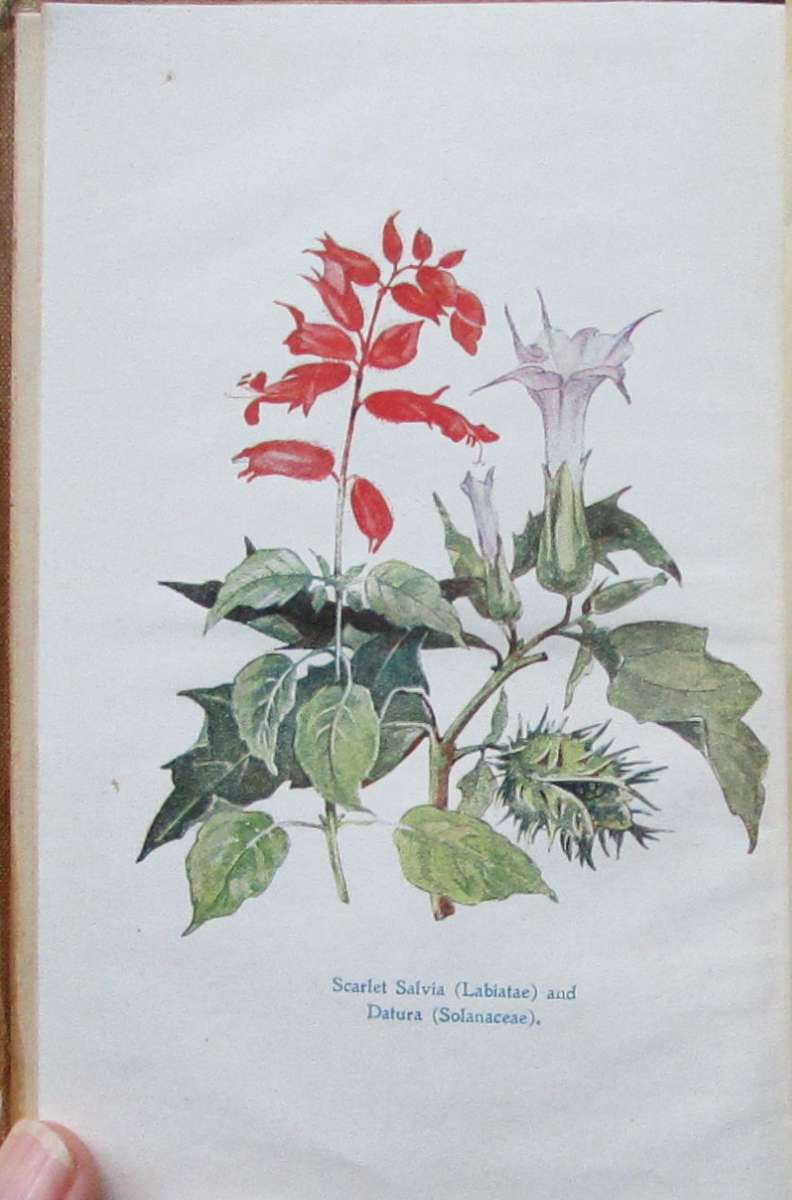 South African Botany