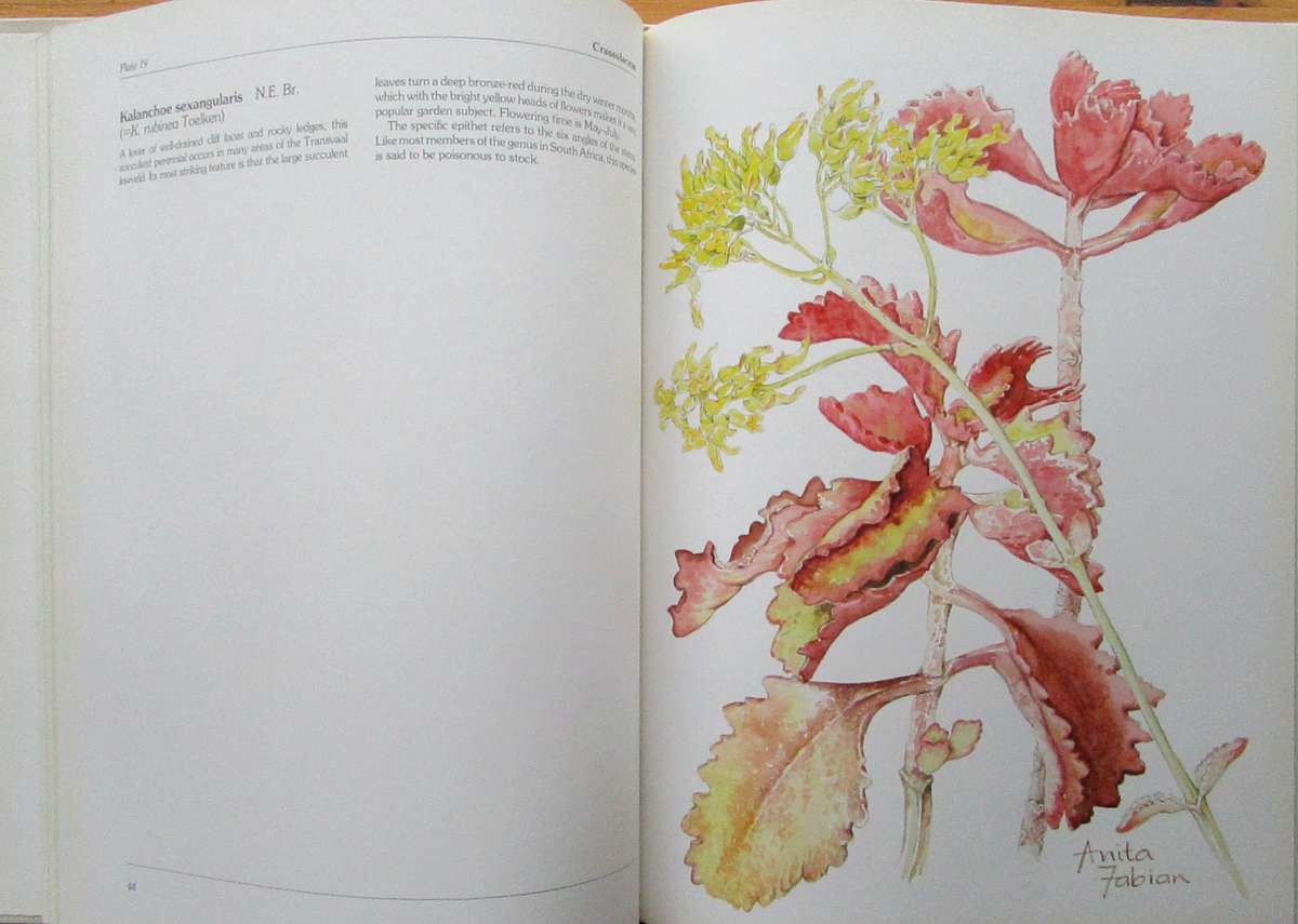 Succulents of the Transvaal