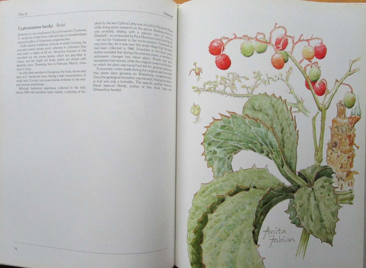 Succulents of the Transvaal