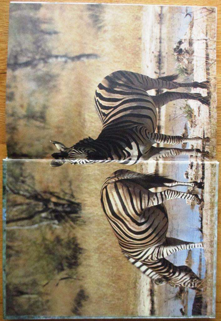 Behind the Scenes in Kruger Park