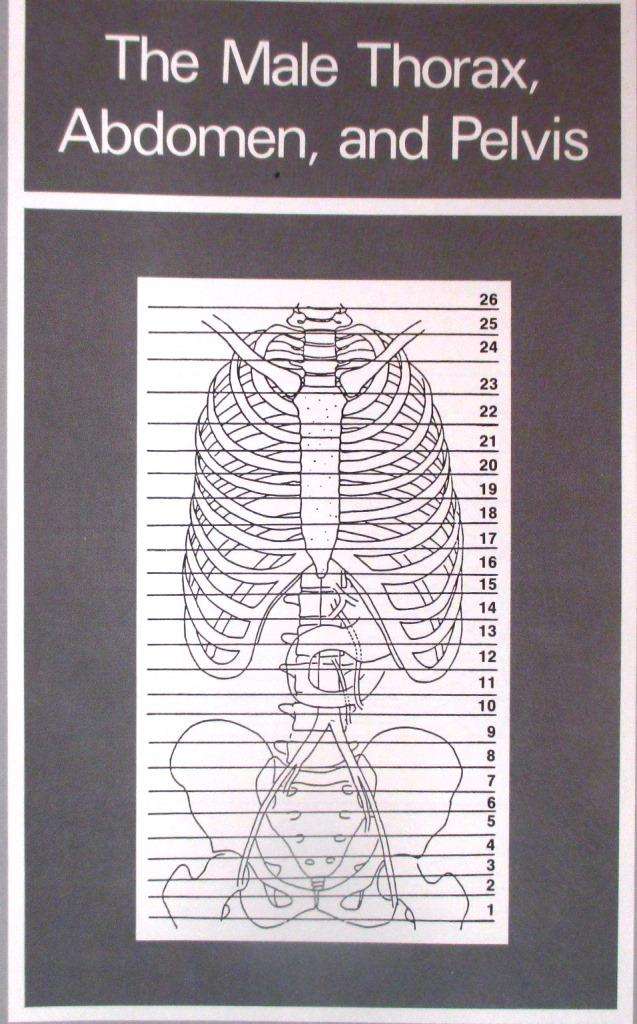 Atlas of Human Cross-Sectional Anatomy