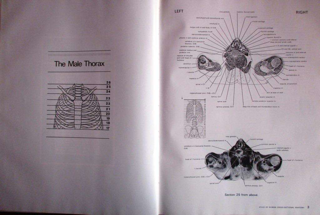 Atlas of Human Cross-Sectional Anatomy