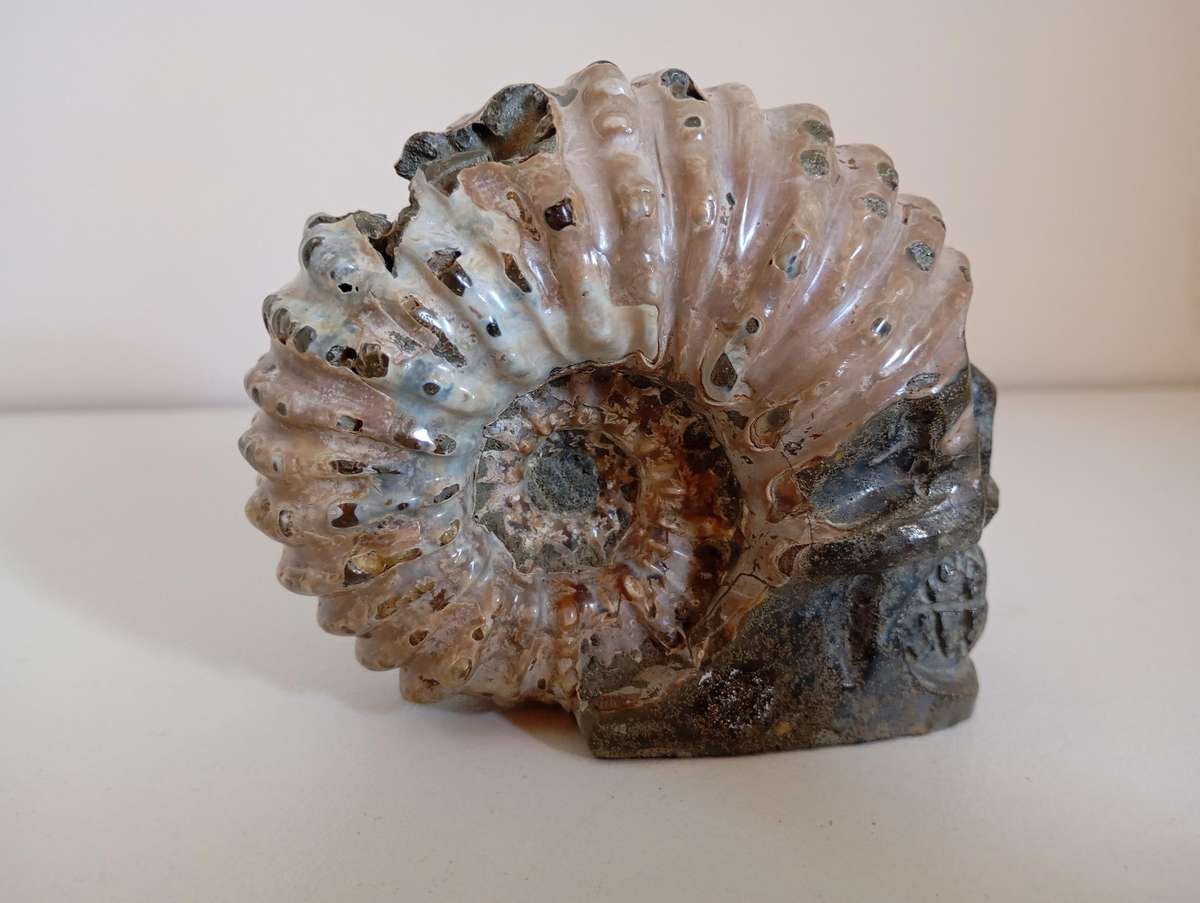Ammonite with Skull Carving