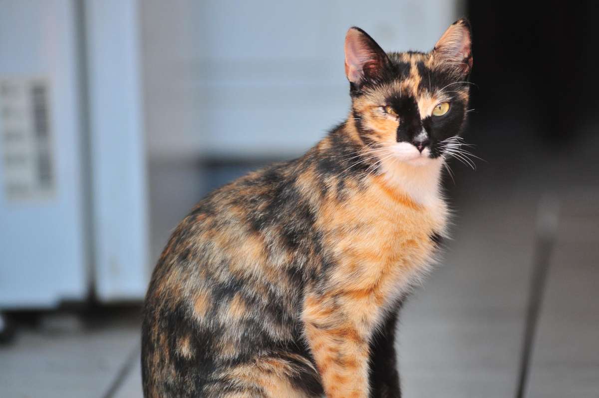 Nikon 80-200 F/2.8 D