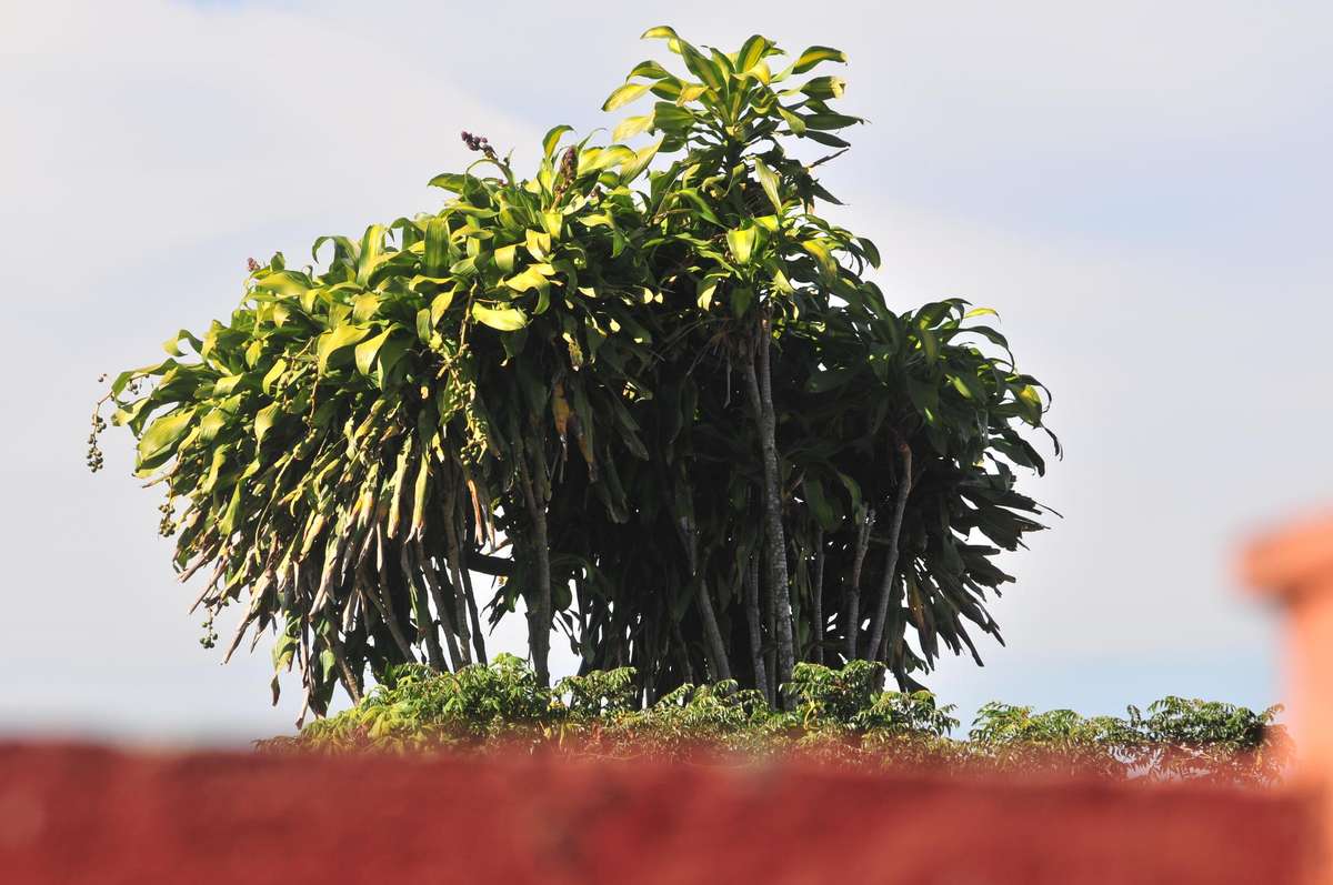 Nikon 80-200 F/2.8 D