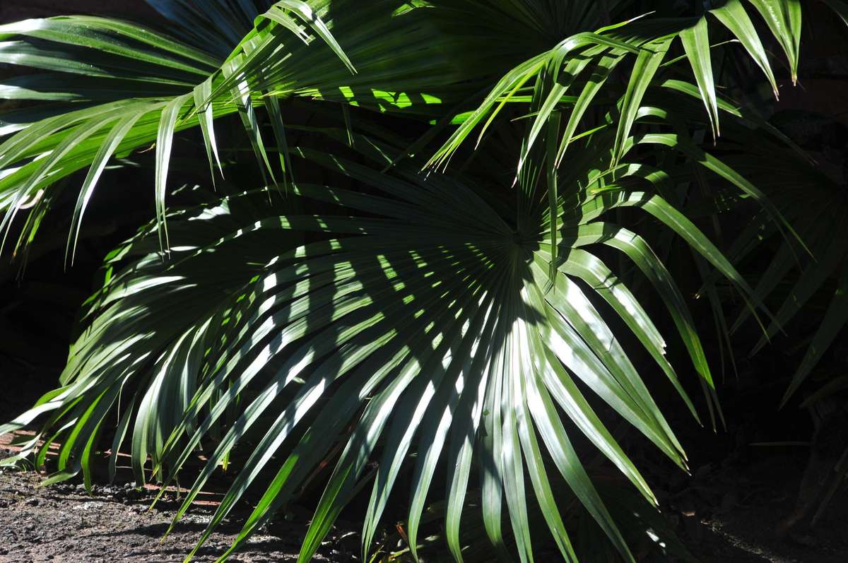 Nikon 80-200 F/2.8 D