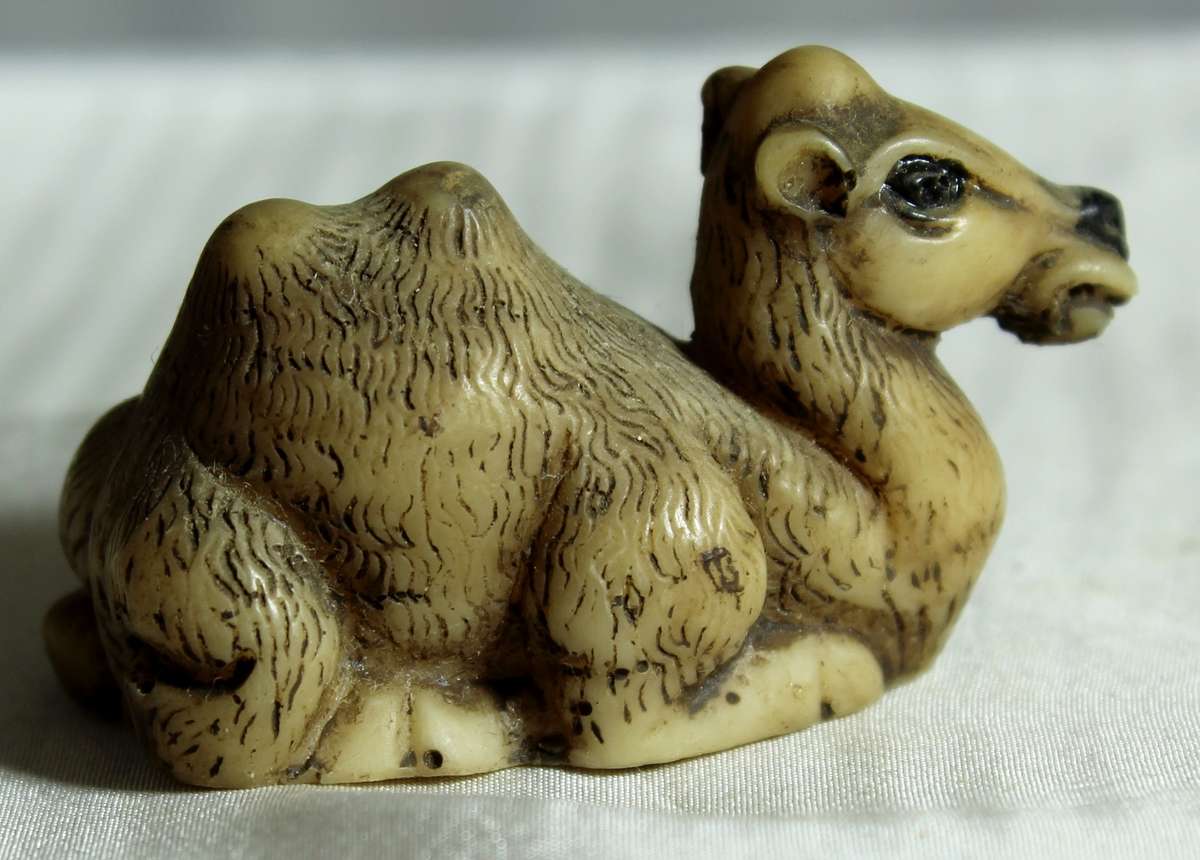 Miniature camel