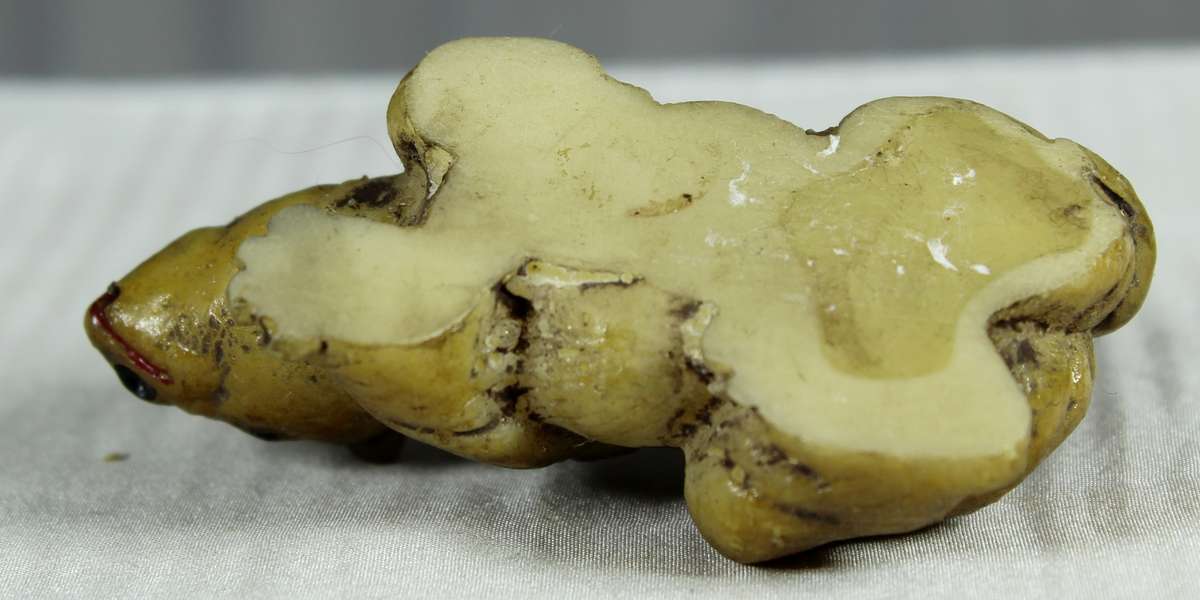 Miniature baby rhino