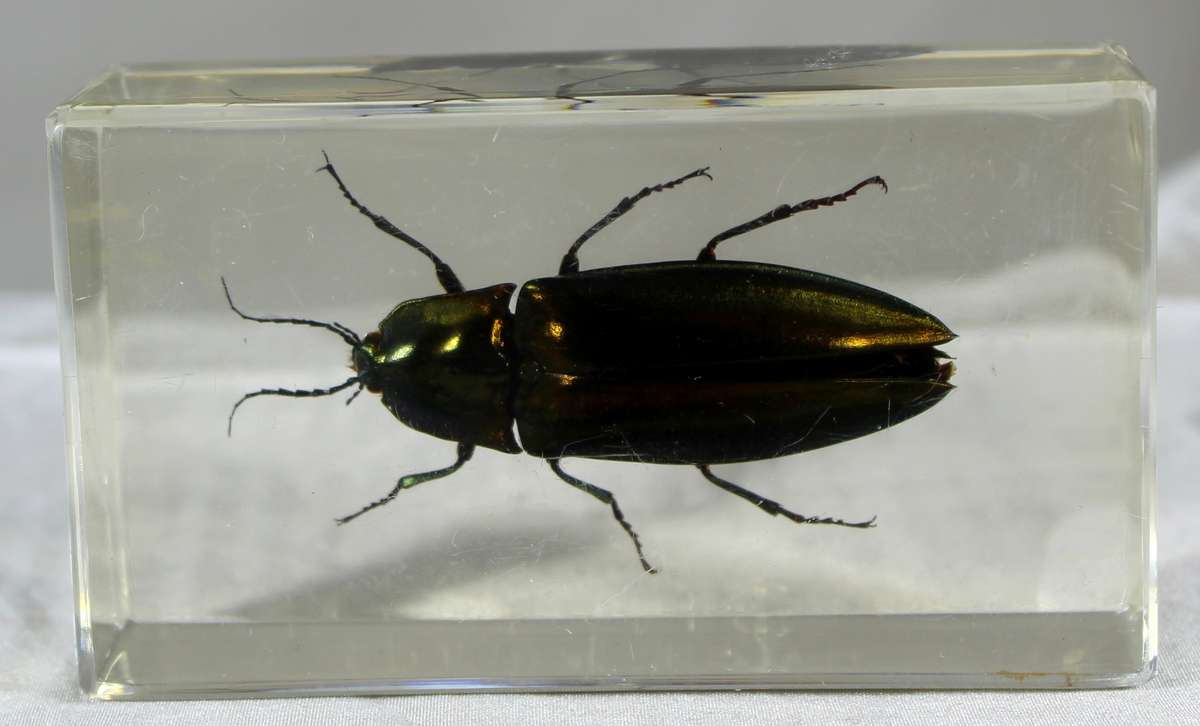 Jewel beetle in a resin block