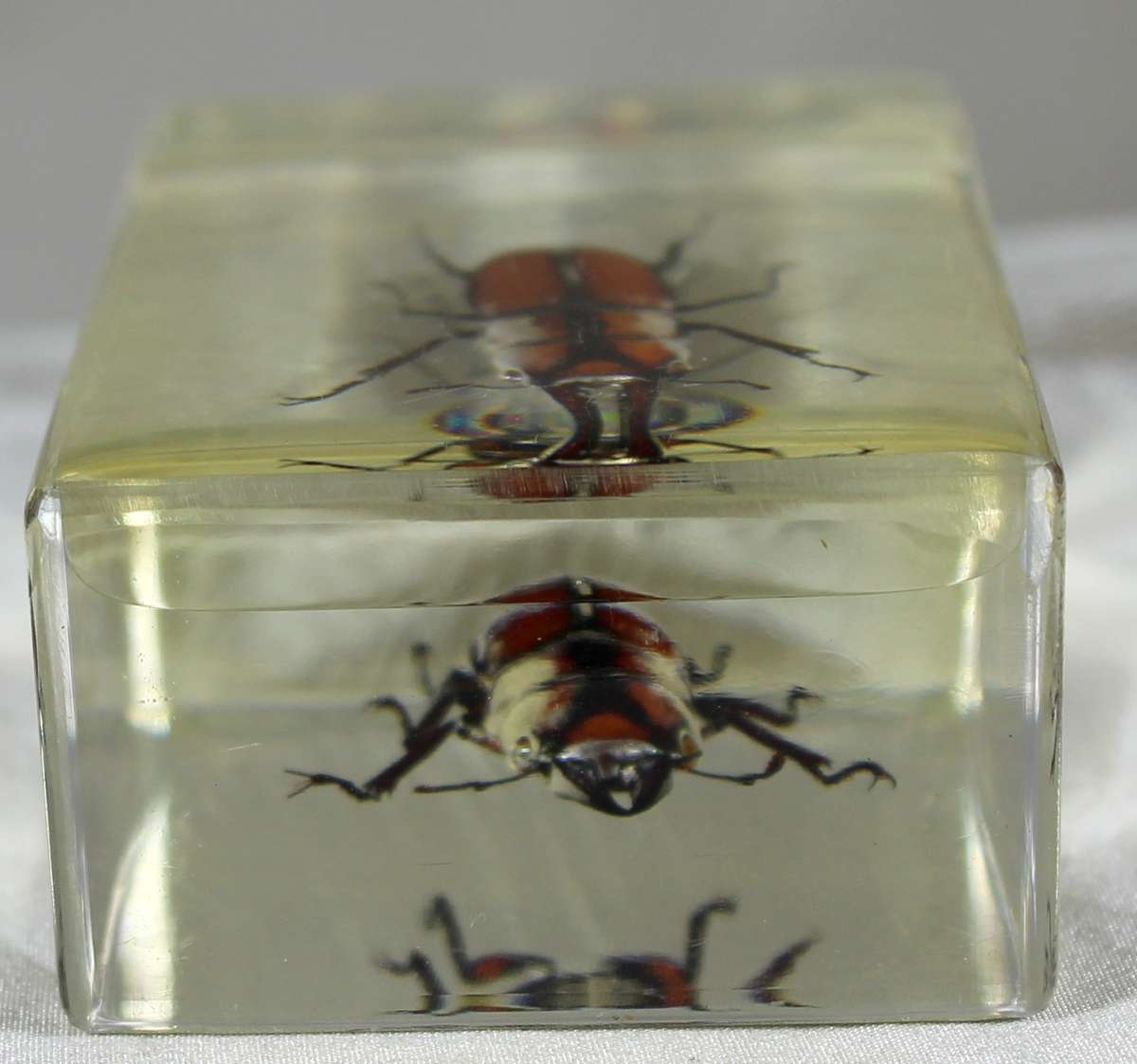 Stag beetle in a resin block