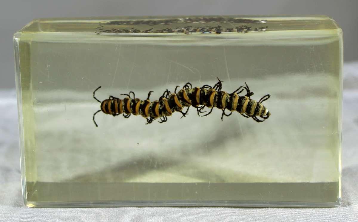 Scolopendra in a resin block