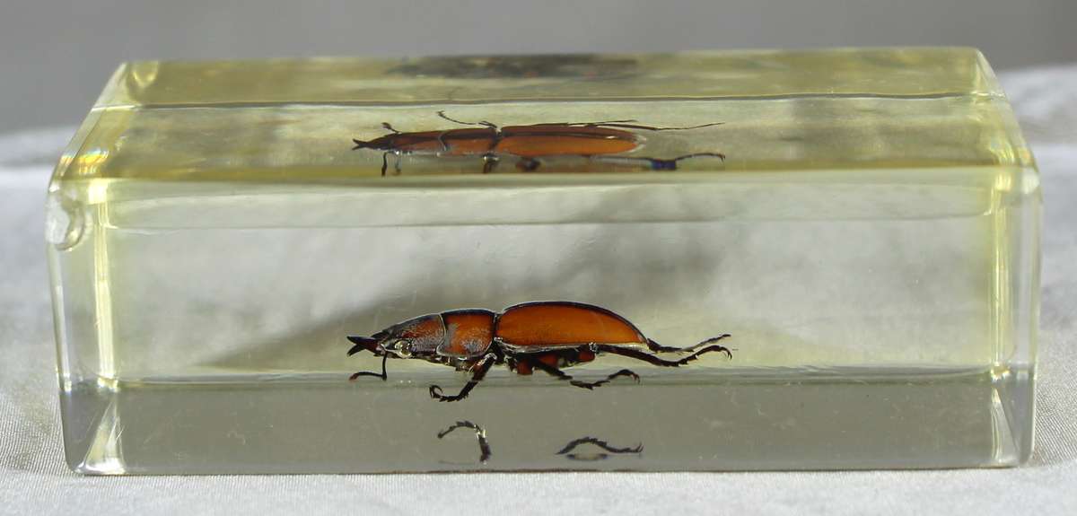 Stag female beetle in a resin block