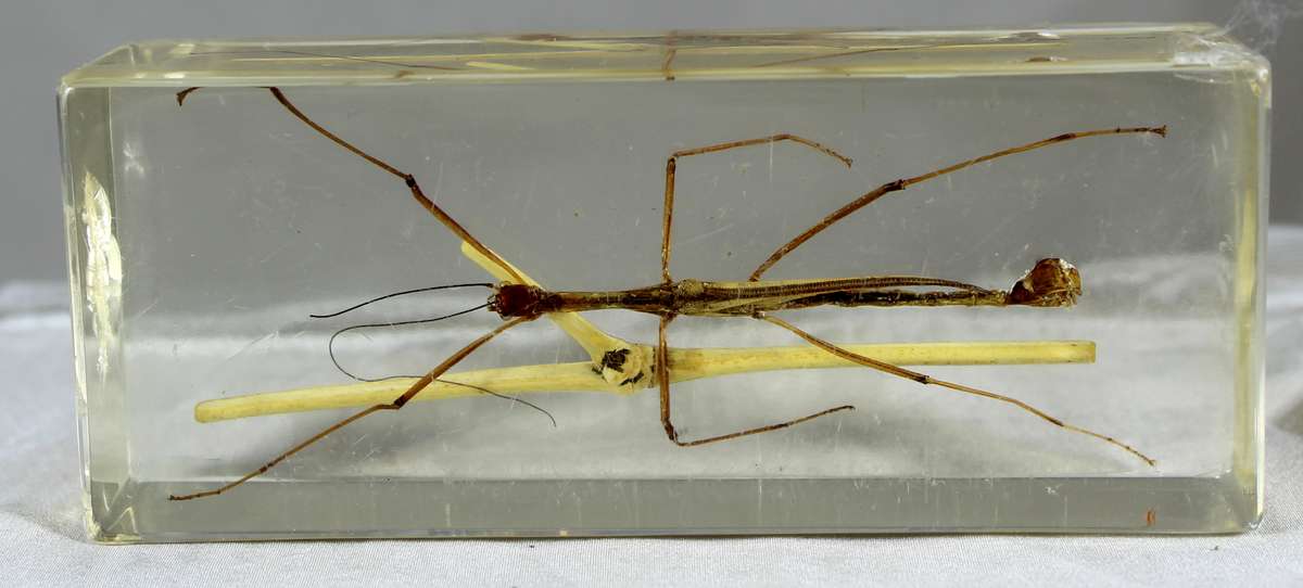 Stick insect in a resin block