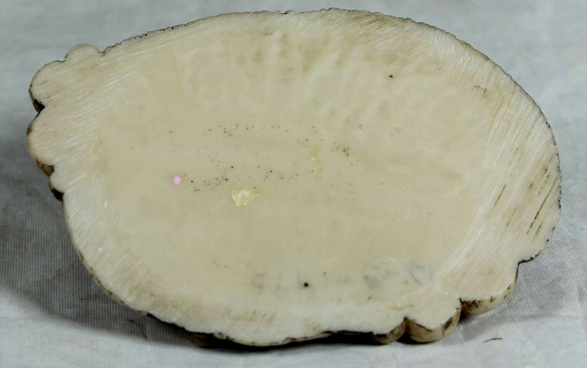 Small fishermans houses