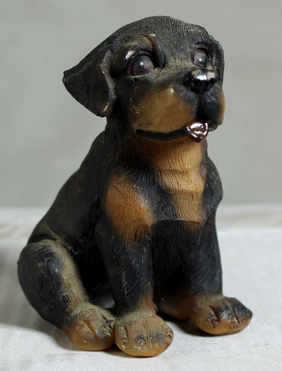 Rottweiler Puppy  Sitting