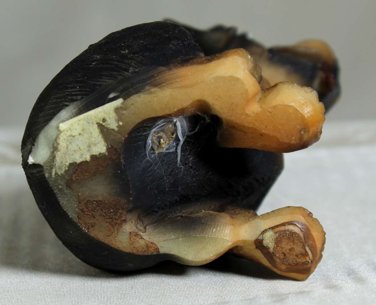 Rottweiler Puppy  Sitting