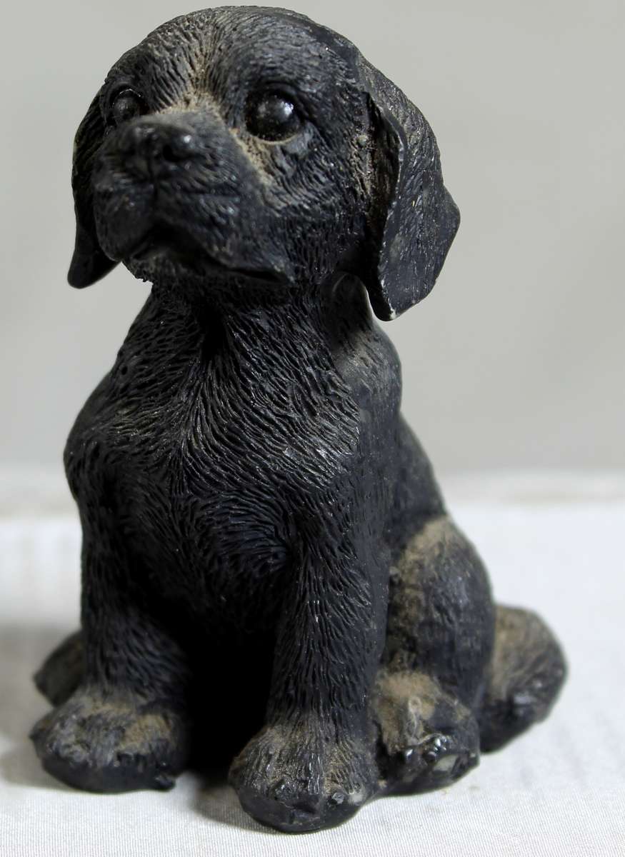 Labrador puppy sitting