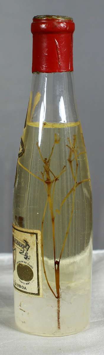 Mini liquor bottles - Ancora - Anis cristal