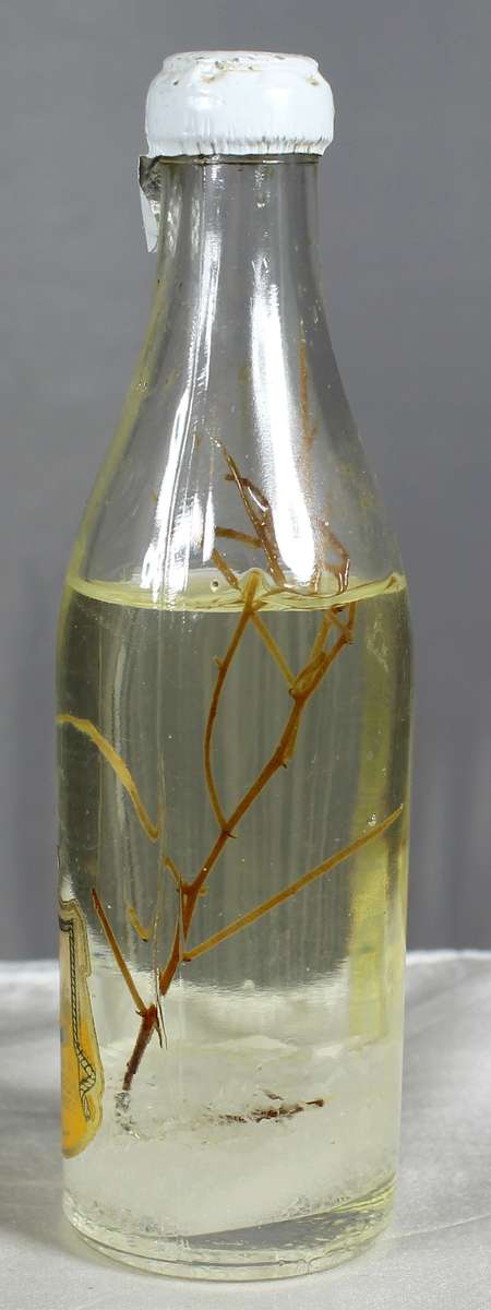 Mini liquor bottles - Manousos - Coriandolino