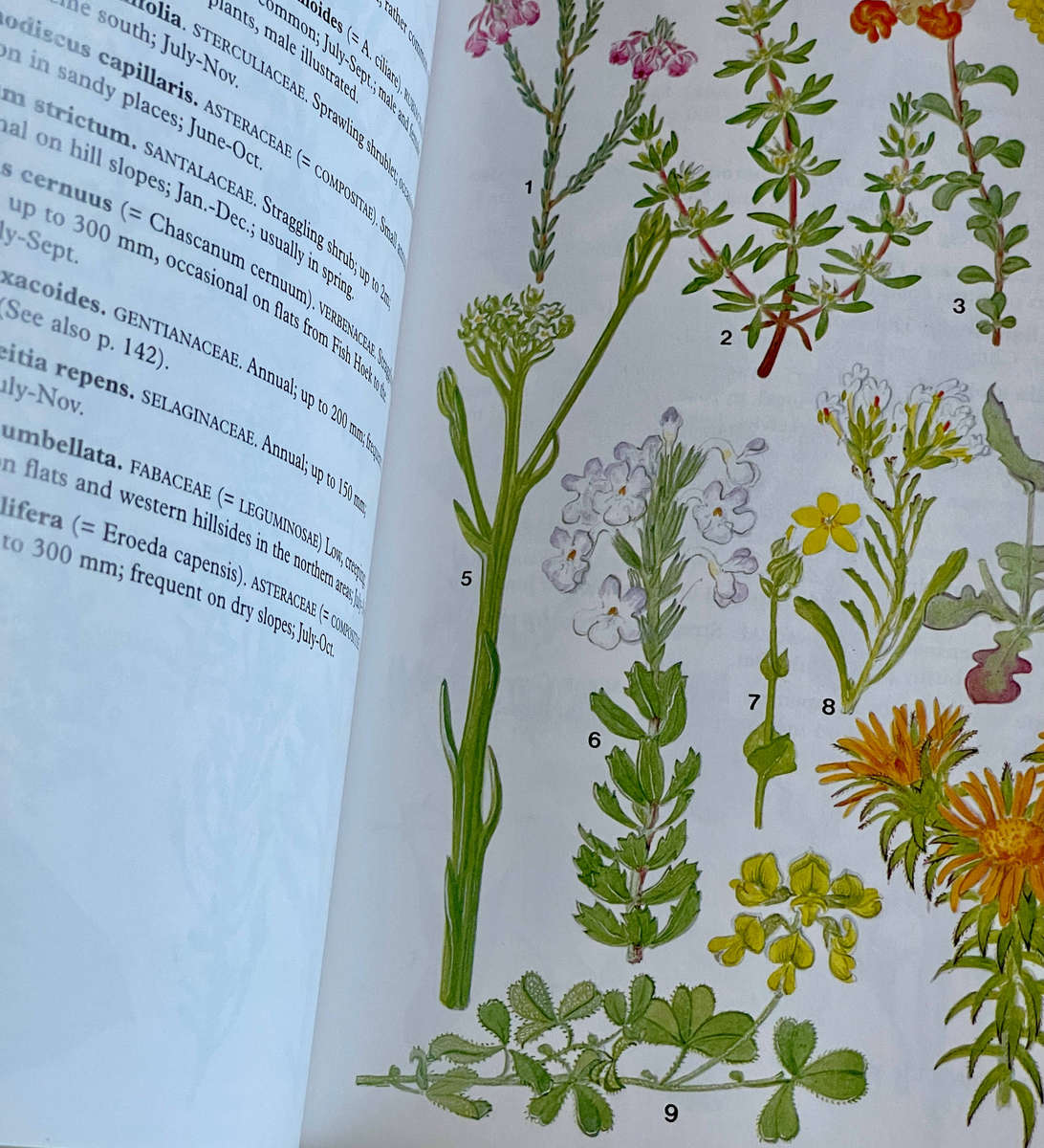 South African Wildflower Guide 3 - Cape Peninsula - Mary Maytham Kidd